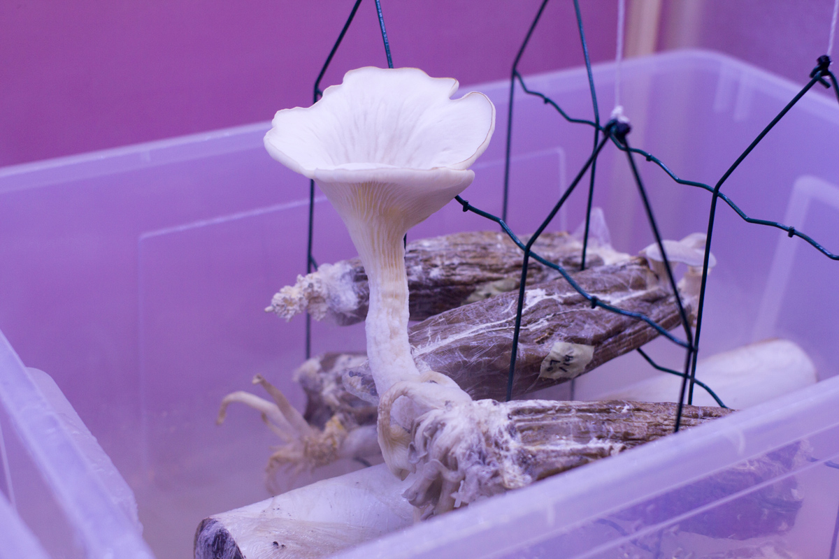 mushroom grows out of an ikea plastic box in an installation by Superflux